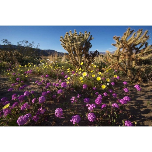 CA, Anza-Borrego Desert flowers and Cholla
